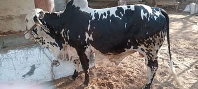 bachra for sell