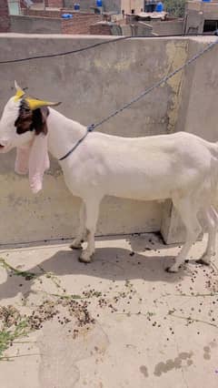 Nawab