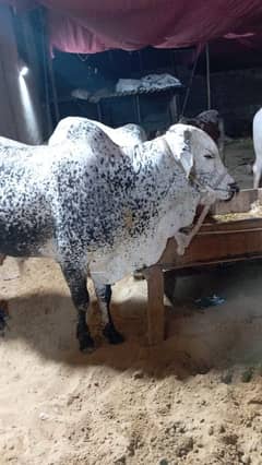 QURBANI BACHRA FOR SALE