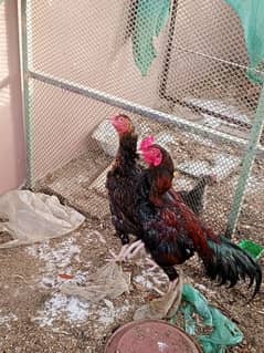 Healthy Aseel pair up for sale