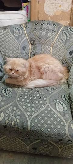Persian cat