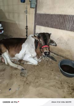 cow for sale 2 dant bachrra