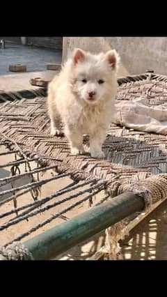 rusi dog for sale
