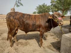 Tiger Bull