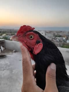 aseel murgha