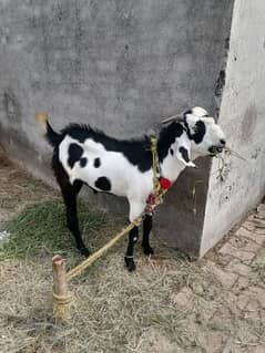 Bakra for sale