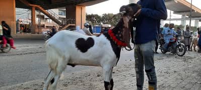 Bakra
