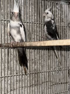 charcoal cocktail parrot