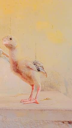 Aseel chicks For sale in Rawalpindi