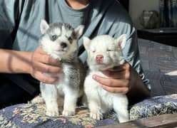 Siberian husky blue eyes wooly coat