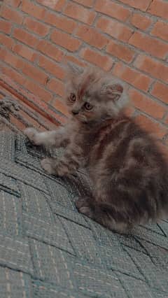 healthy and very active kittens