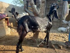 Bakra