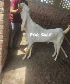 qurbani wala bakra for sale 2025