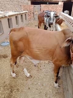 sahiwal