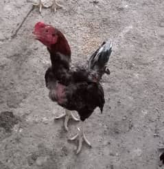 asel