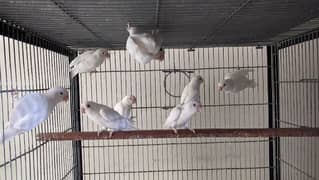 Albino red eyes looking for new shelter ready to breed.