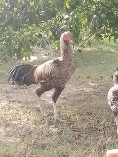 1 male 2 female
