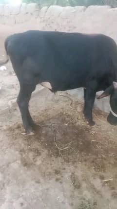 dairy