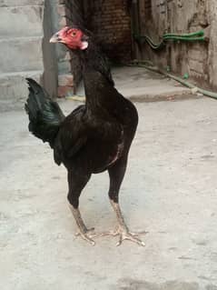 Aseel + pokoy cross pathai 10month for sale