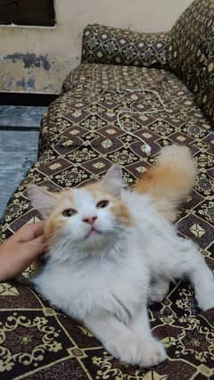 Persian