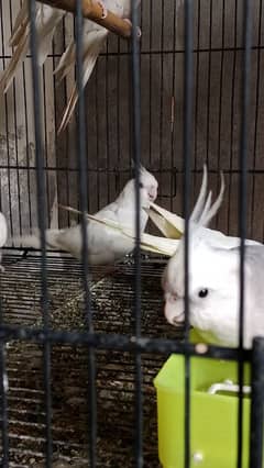 cocktail for sell