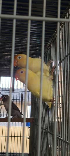 Crimino