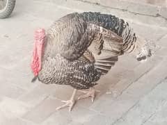 turkey