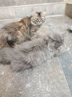 Cat for sale /biliyan pair for sale