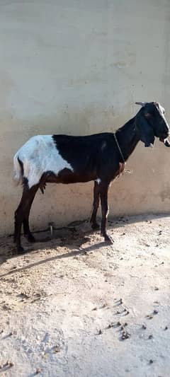 Dasi Bakri