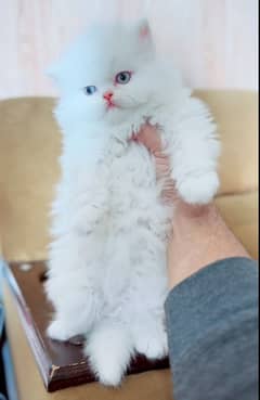 Persian kittens Available only WhatsApp number03286487884