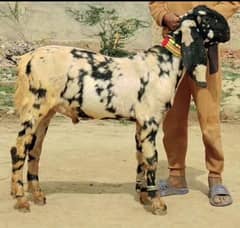 dhandha