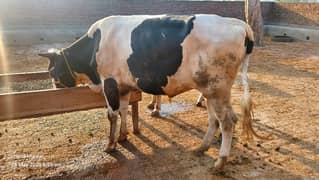 2 Dant Qurbani Ke Liye Behtareen Bachda - Tandurust Aur Tayyar
