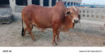 6 dant havy bull