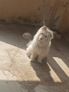 Dog for sale