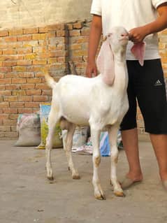 Goats Available 2danth