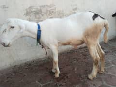 Mundra