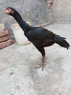 pure Thai panas  wali pathi for sale age for month