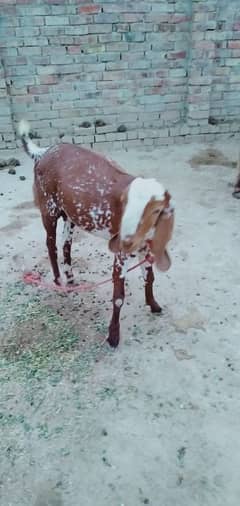 qurbani