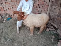 sheep