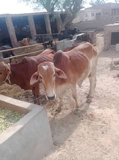 Qurbani