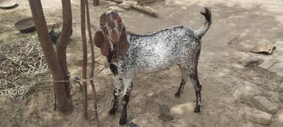 qurbani k liye