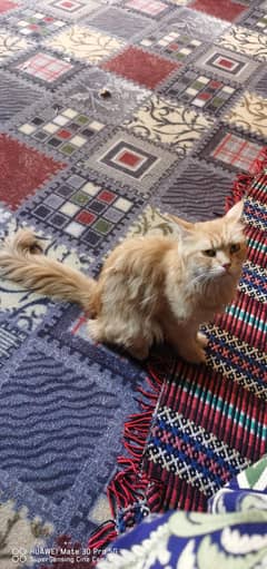 Perisan Cat Golden