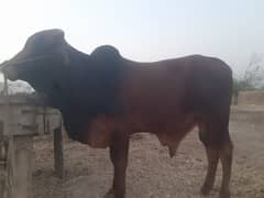 Washa for qurbani
