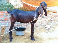 Nagra Beetal Bakri |  Qurbani Ke Liye Best