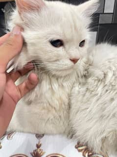 long cot cat female