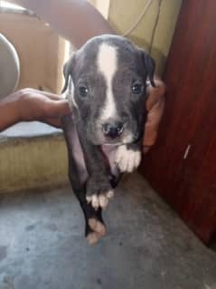 pitbull