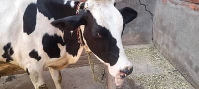 2 year age 8.5 month pregnant cow
