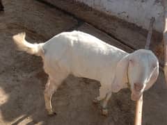 bakri