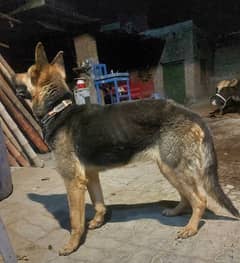 german shepherd