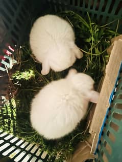 Holland lop rabit baby